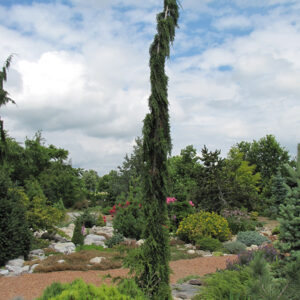 Van den Akker Nootka Cypress