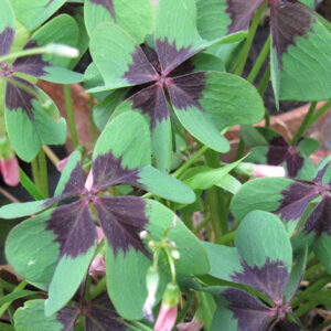 Iron Cross Good Luck Plant foliage