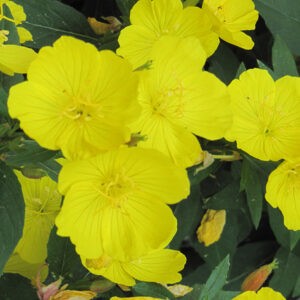 Fireworks Sundrops flowers