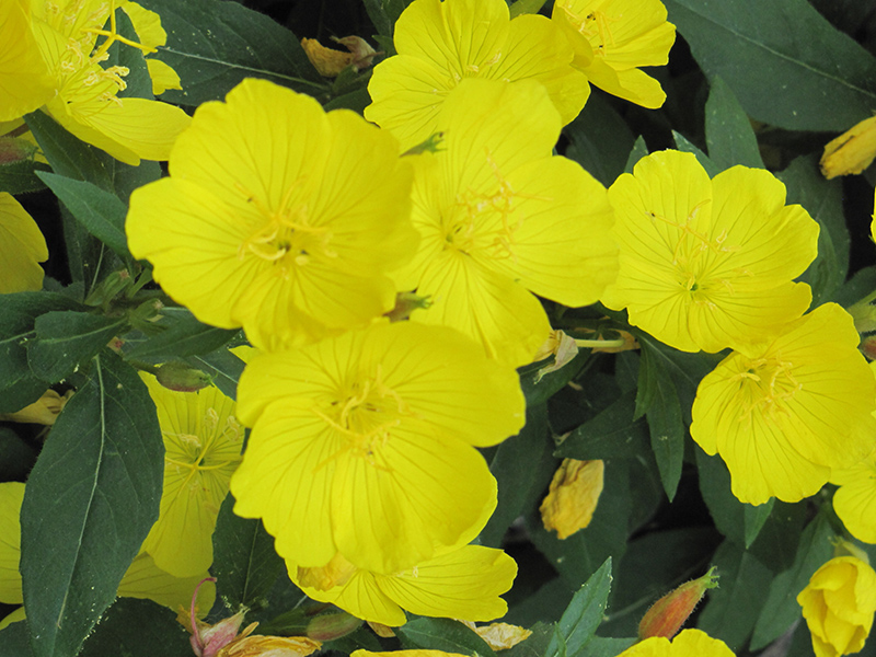 Fireworks Sundrops flowers