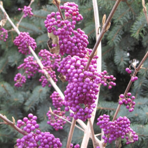 Profusion Beautyberry fruit