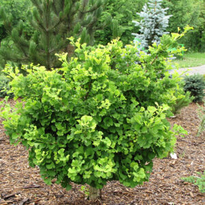 Mariken Dwarf Ginkgo