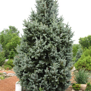 Iseli Fastigiate Spruce