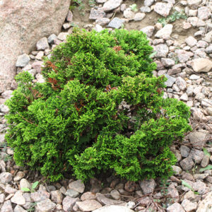 Just Dandy Hinoki Falsecypress