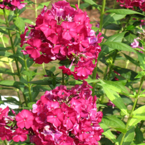 Nicky Garden Phlox flowers