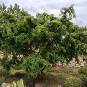 Twisted Baby&reg; Black Locust