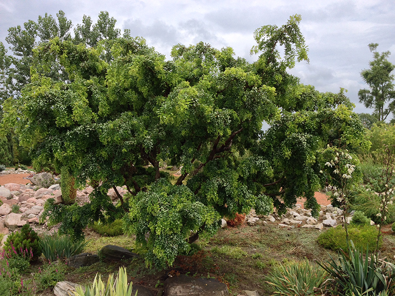 Twisted Baby® Black Locust