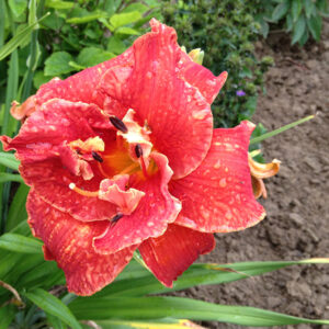 Moses Fire Daylily flowers