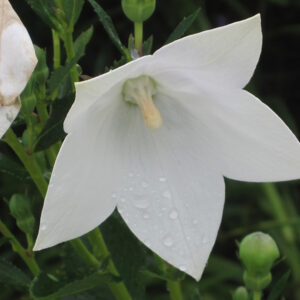 Astra White Balloon Flower flowers