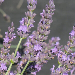 Grosso Lavender flowers