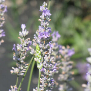 Provence Lavender flowers