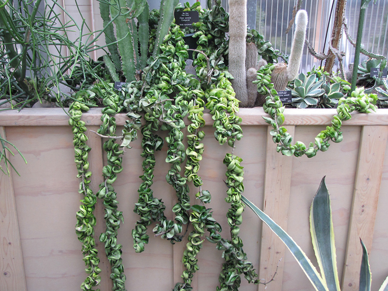 Hindu Rope Plant