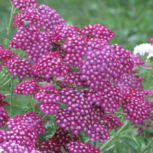 Cerise Queen Yarrow flowers