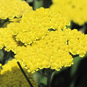 Moonshine Yarrow flowers