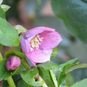 Oriental Hellebore flowers