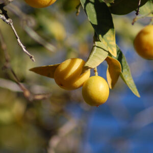 Eustis Limequat fruit