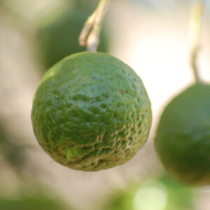 Kaffir Lime fruit