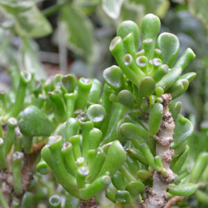 Hobbit Jade Plant foliage