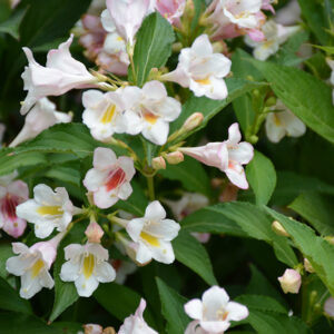 Sonic Bloom® Pearl Reblooming Weigela flowers