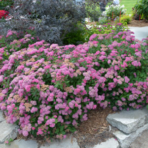 Double Play&reg; Pink Spirea in bloom