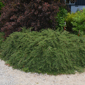 Little Dipper® Cotoneaster