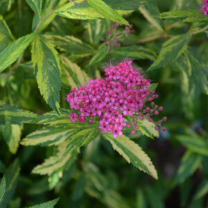 Double Play&reg; Painted Lady&reg; Spirea flowers
