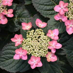 Tuff Stuff&trade; Red Hydrangea flowers