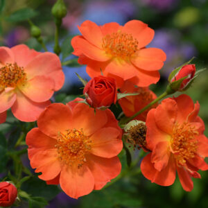 Oso Easy&reg; Paprika Rose flowers
