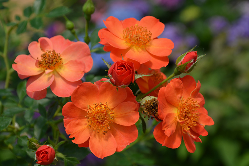 Oso Easy® Paprika Rose flowers