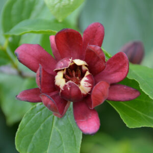 Simply Scentsational® Sweetshrub flowers