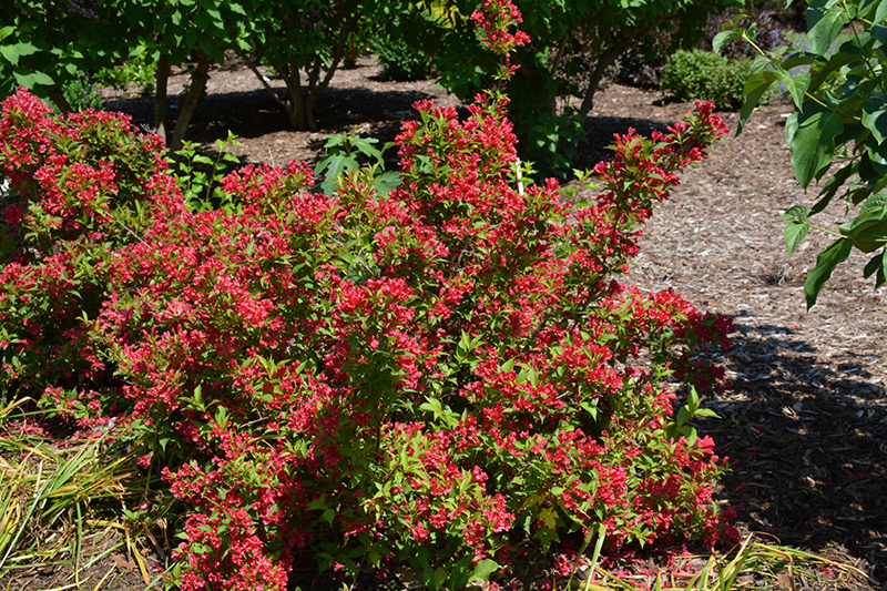 Sonic Bloom® Red Reblooming Weigela in bloom