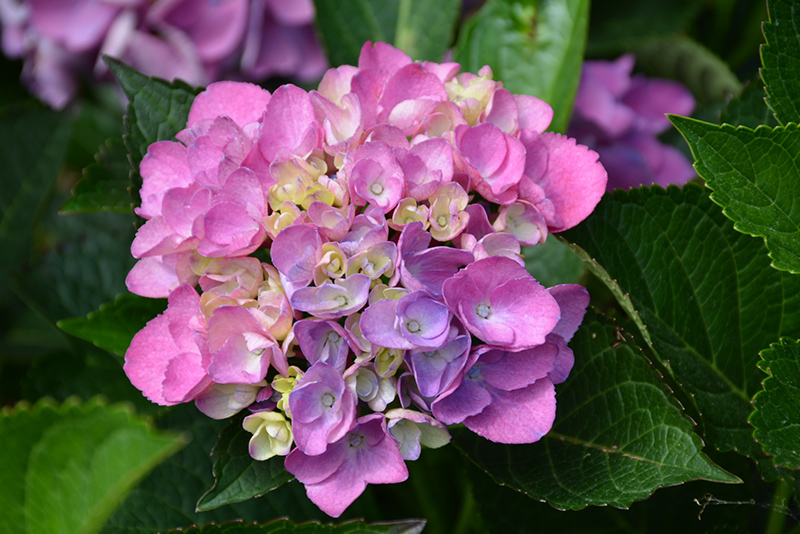 Cityline® Venice Dwarf Hydrangea flowers