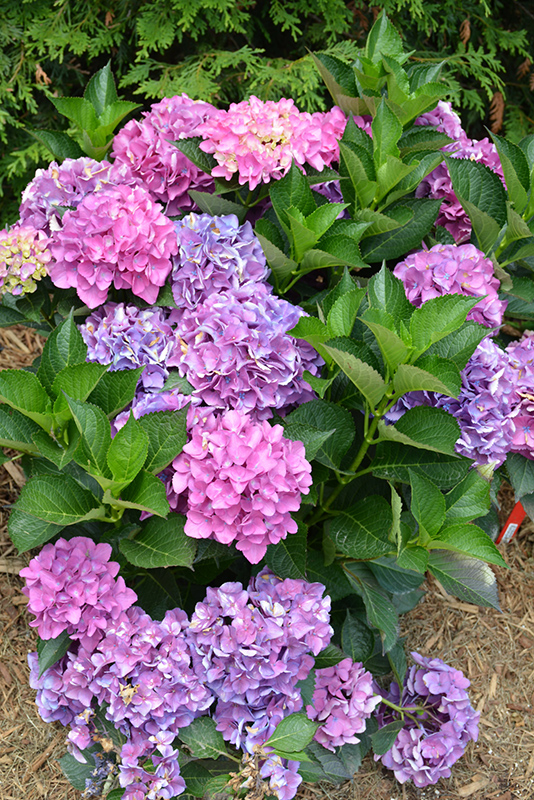 Cityline® Venice Dwarf Hydrangea in bloom