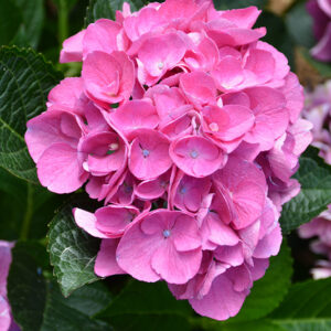 Cityline&reg; Vienna Hydrangea flowers
