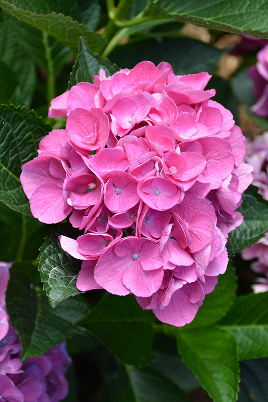 Cityline® Vienna Hydrangea flowers