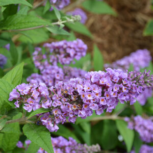 Lo & Behold&reg; Blue Chip Butterfly Bush flowers