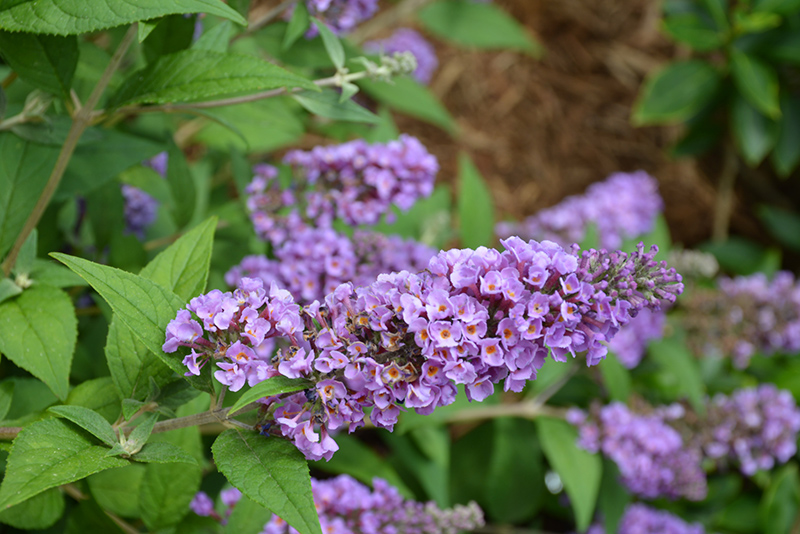 Lo & Behold® Blue Chip Butterfly Bush flowers