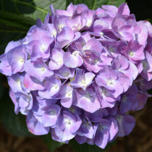 Cityline&reg; Berlin Hydrangea flowers