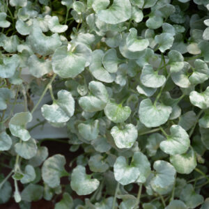 Silver Falls&trade; Dichondra foliage