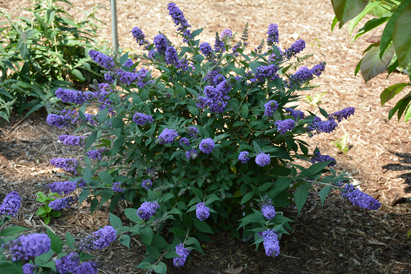 Lo & Behold® Blue Chip Butterfly Bush in bloom