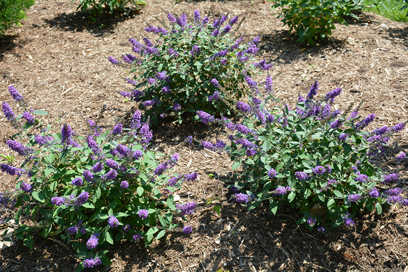Lo & Behold® Blue Chip Jr. Butterfly Bush in bloom