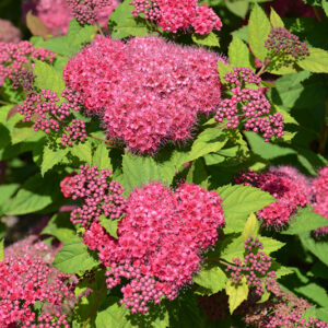 Double Play® Red Spirea flowers