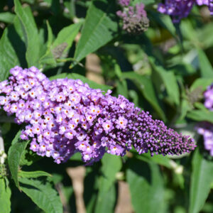 Pugster® Amethyst Butterfly Bush flowers