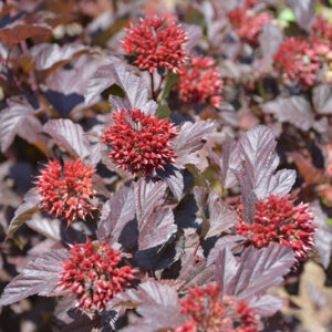 Ginger Wine® Ninebark flower buds