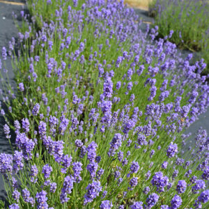 Hidcote Blue Lavender in bloom