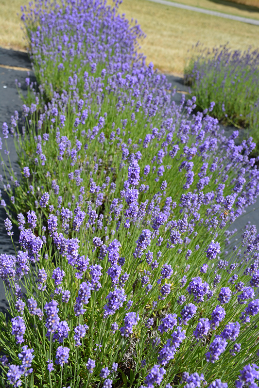 Hidcote Blue Lavender in bloom