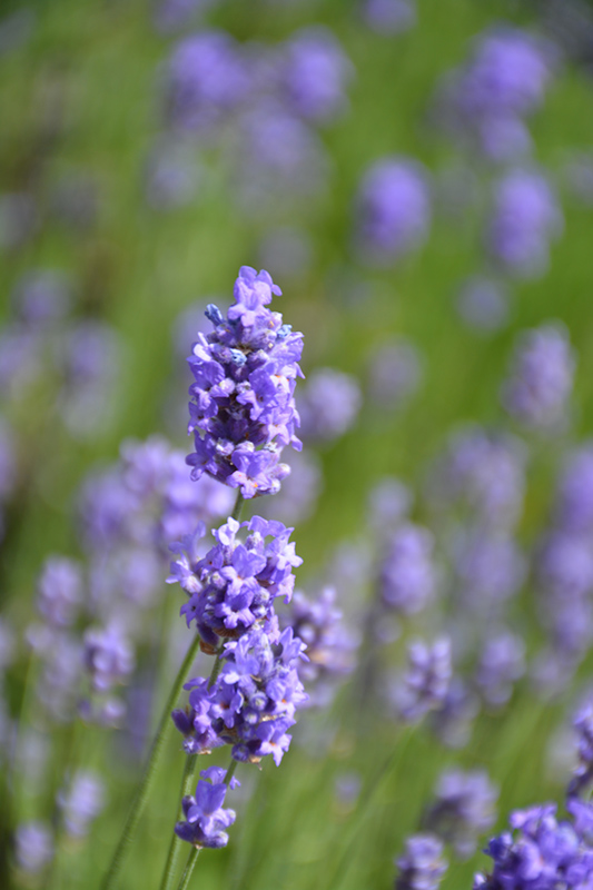 Hidcote Blue Lavender flowers