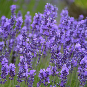 Hidcote Lavender flowers