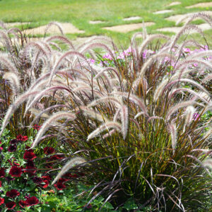 Fountain Grass