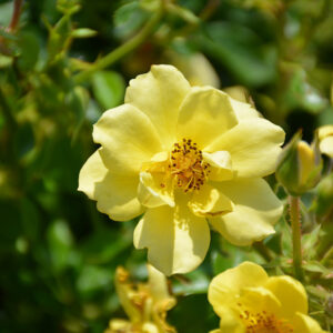 Oso Easy&reg; Lemon Zest Rose flowers